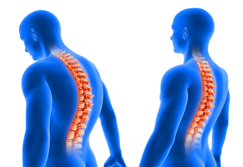 spine